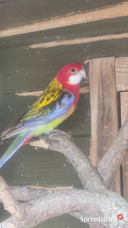 Rozella białolica Zwierzęta Wieliczka