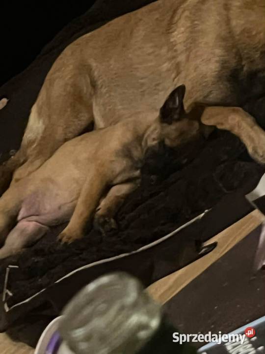 Owczarki Belgijskie Malinois Mokrzyska