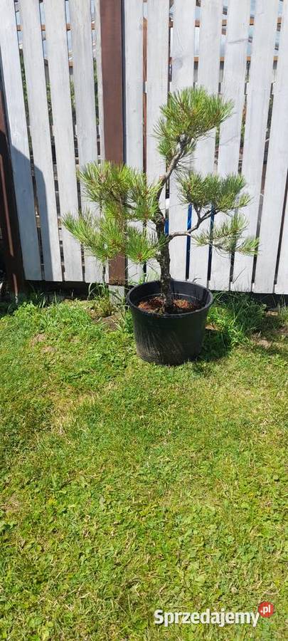 Sosna czarna bonsai ogrodowy Nowy Sącz sprzedam