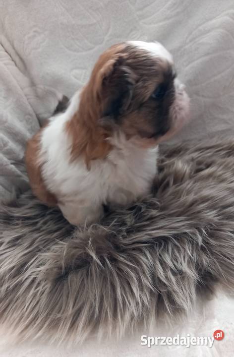 ShihTzu przepiękny chłopak Strzelce Opolskie