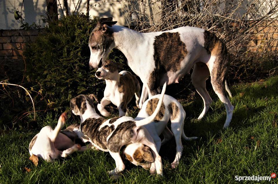 szczęnieta whippet Poznań sprzedam