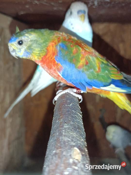 Poszukuję samca wielkopolskie Pleszew sprzedam