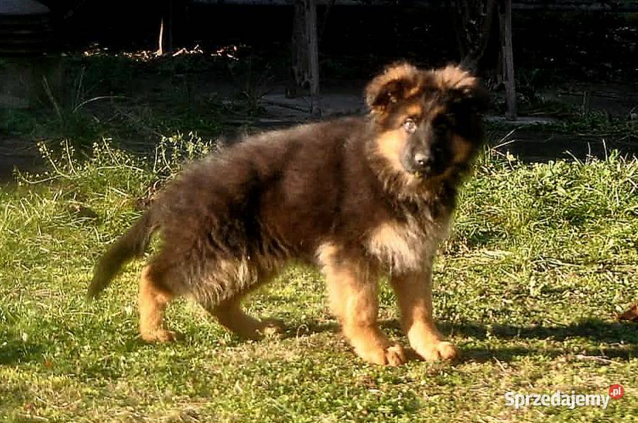 Owczarek Niemiecki Długowłosy szczenięta FCI Poniec