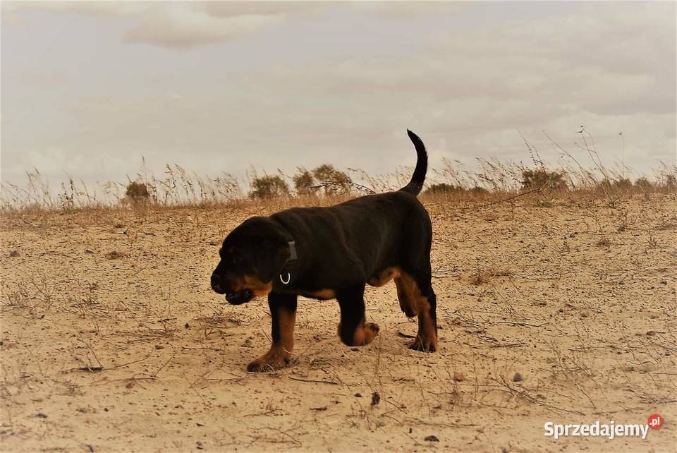 Rottweiler szczeniak Terespol