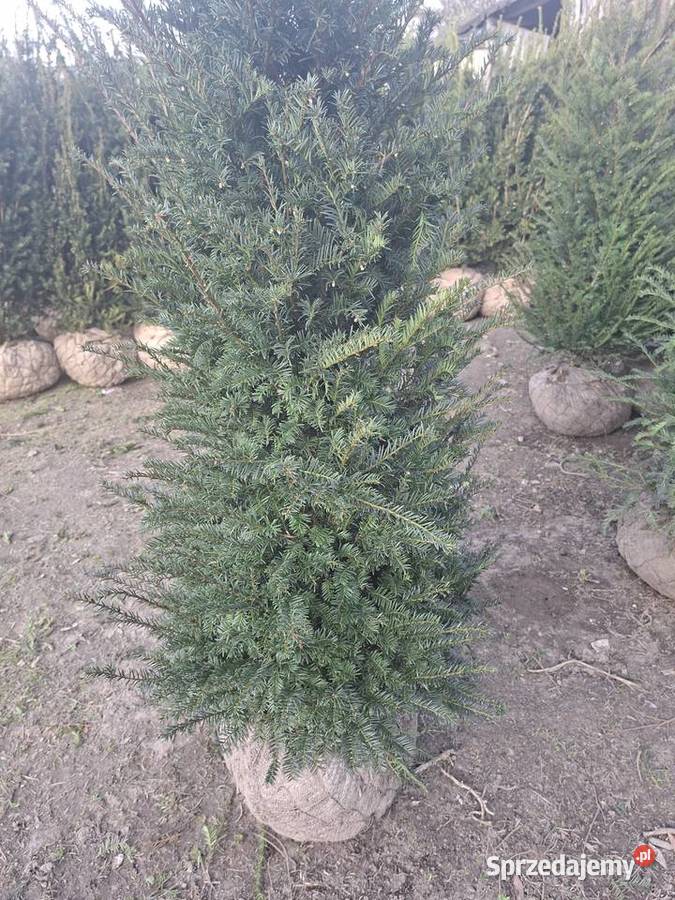 Piękne Cisy Gotowy Żywopłot Baccata