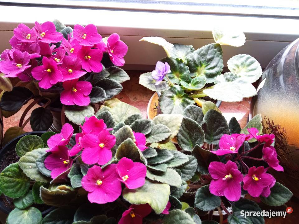 Skrzydłokwiat variegata diamondpiękny Białystok