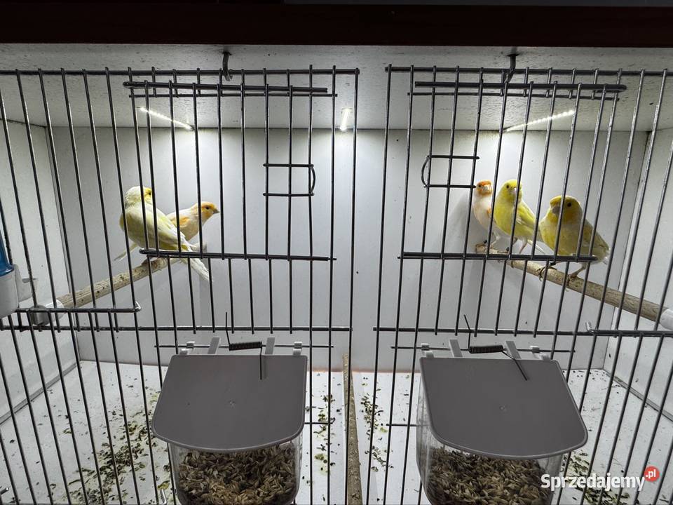 Kanarki Samce Ptaki Cianowice