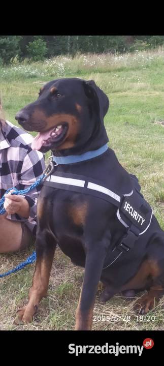 Dobermany szczeniaki mocne Ostrów Mazowiecka