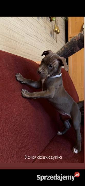 Pitbull Włocławek