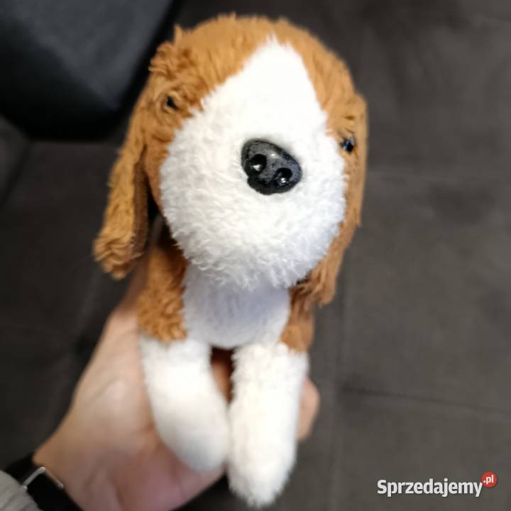 piesek maskotka pluszak kolejny Maskotki wielkopolskie Poznań