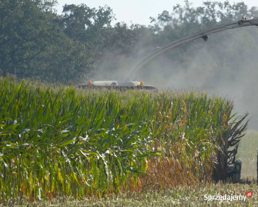 Materiał siewny kukurydza Hulk FAO 250 na Międzychód