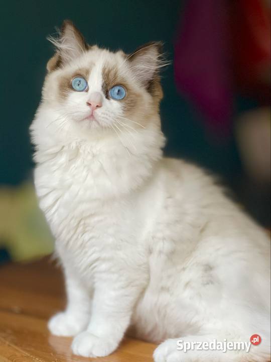 Młodziutka kotka do hodowli Częstochowa