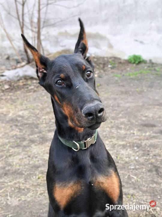 Szczeniak dobermana
