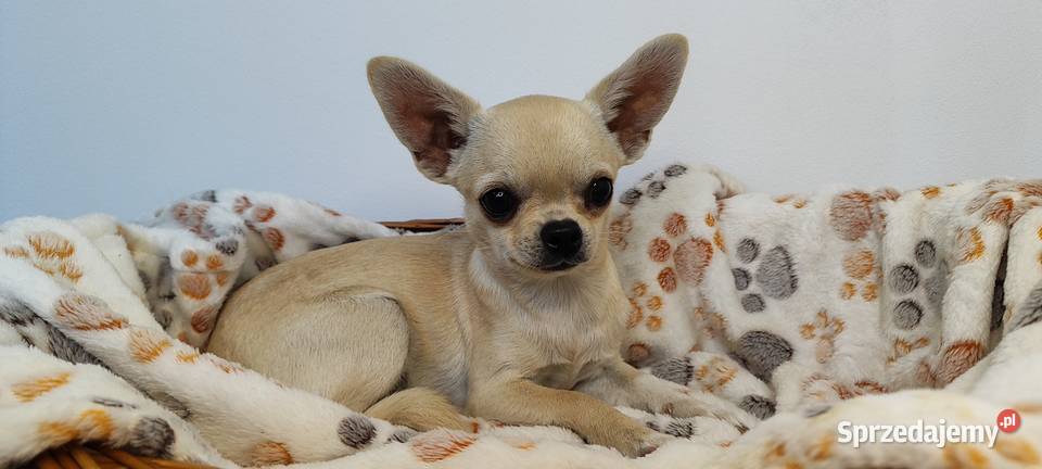 Chihuahua mini pies xxx szczeniak prawdziwy Radom sprzedam