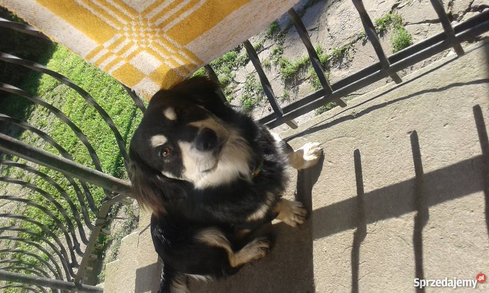 ODDAM SZCZENIAKI W RĘCE Psy Gdynia