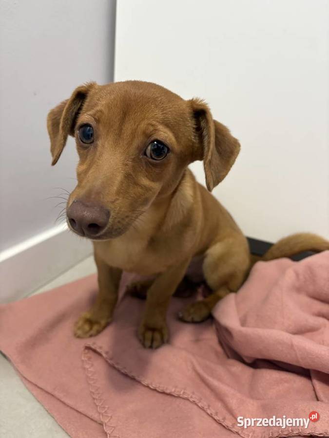 Szczeniaczek do oddania Poznań