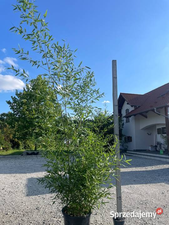 Bambusy duże sadzonki zimozielony żywopłot sprzedam