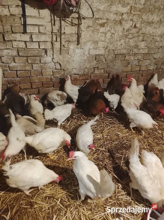 Kury nioski 30 tygodni leghorn