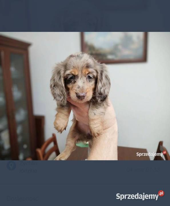 Jamnik Dackel dachshund choco merle Żychlin