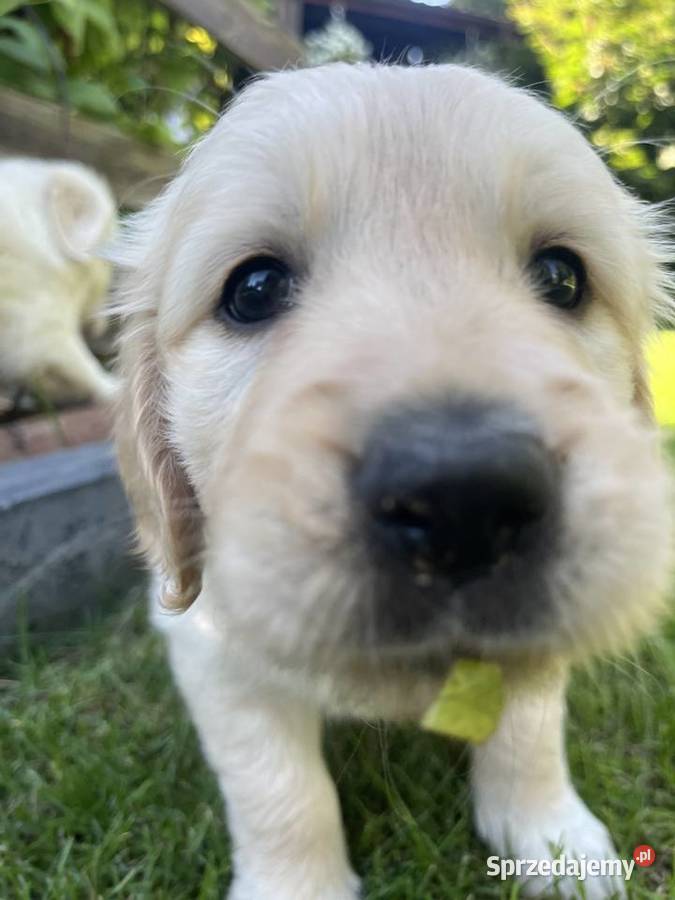 Suczka Golden Retriever FCI ZKwP