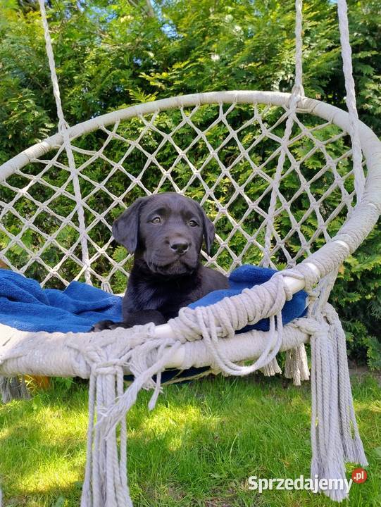 Labrador retriever szczenięta łódzkie