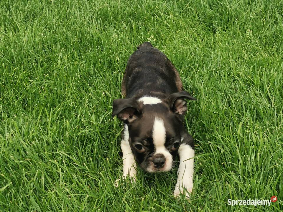 Pies Suczka Boston Terrier Szczeniak 2 Pozostałe Grodzisk Wielkopolski