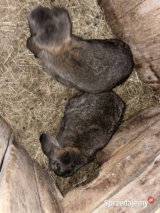 Baran francuski samce Dobra Nadzieja