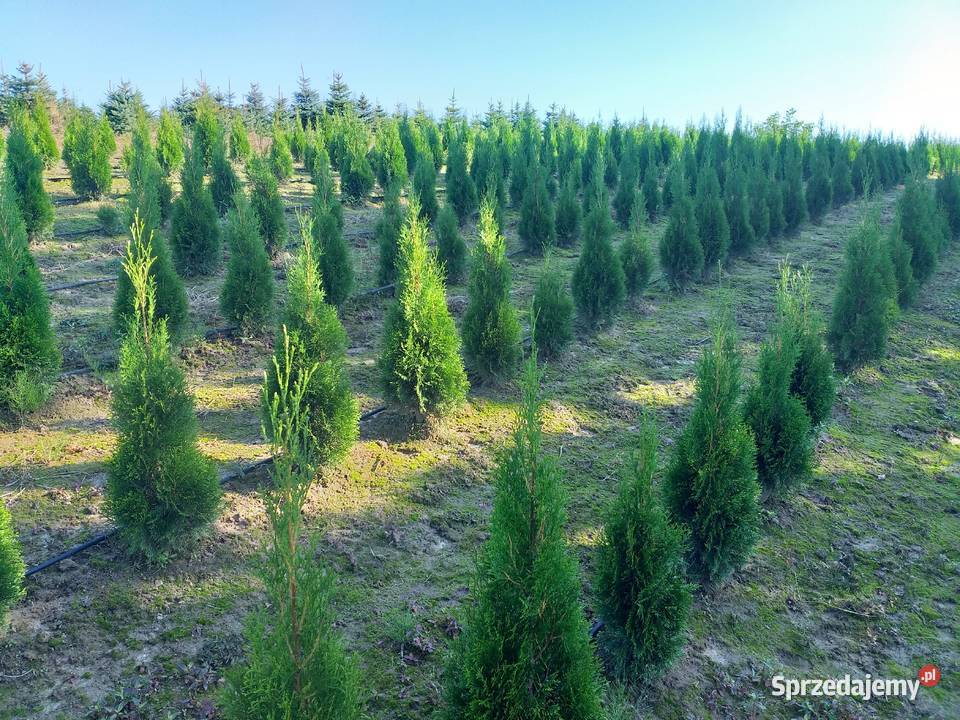 Tuja Thuja Smaragd Szmaragd Śniadka Druga