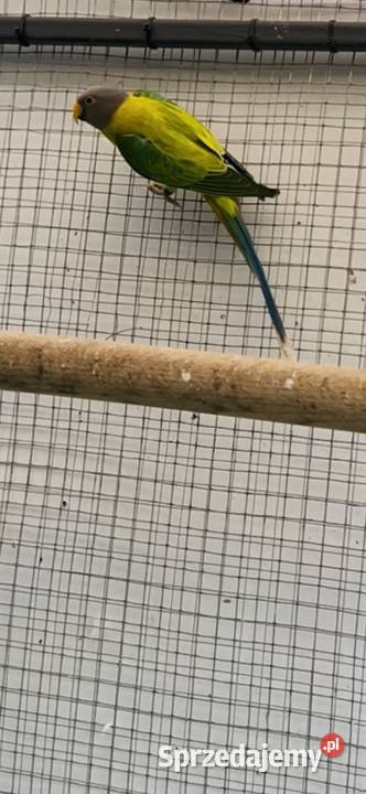 Aleksandretta śliwoglowa Maciejowice