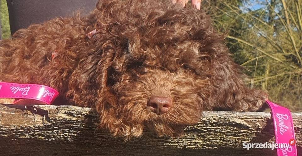 Lagotto Romagnolo Lipno