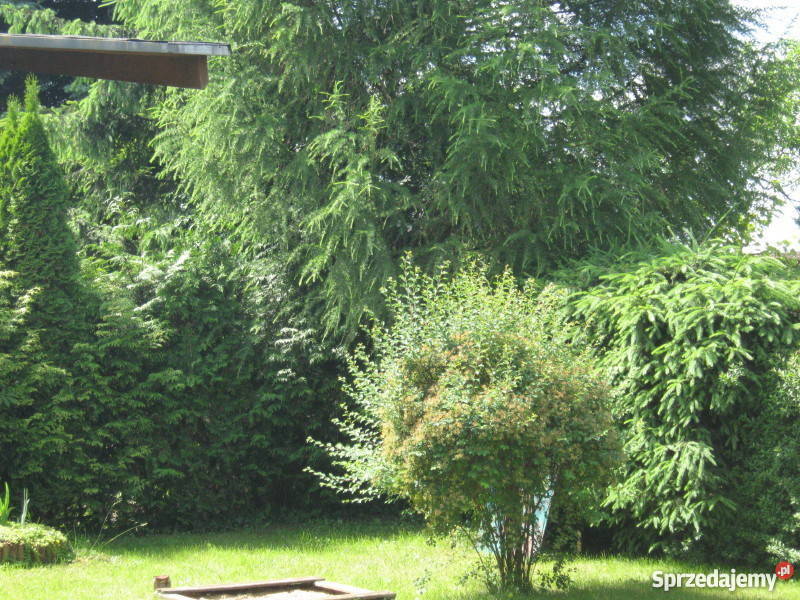 Działka ROD Camping Poznań domek murowany siatka