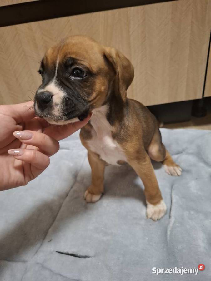 Szczeniaki rasy bokser