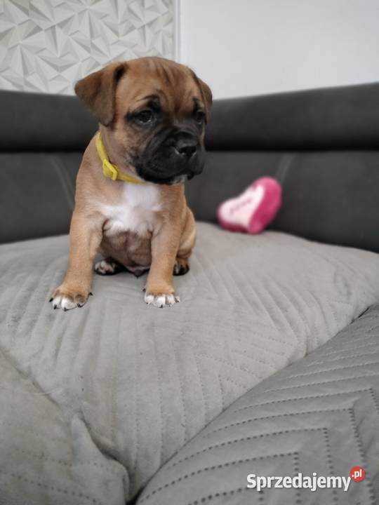 Staffordshire bull terrier staffik Staff ostatni