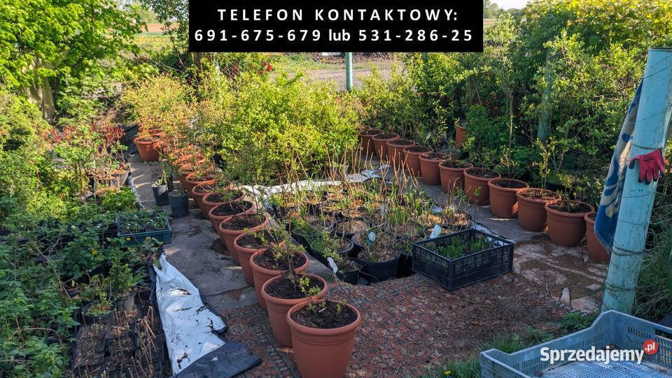 Sadzonki drzewek owocowych iglastych liściastych