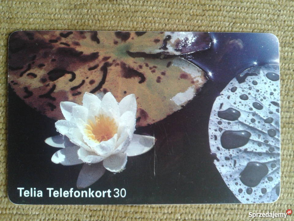 LILIA WODNA Piszczac