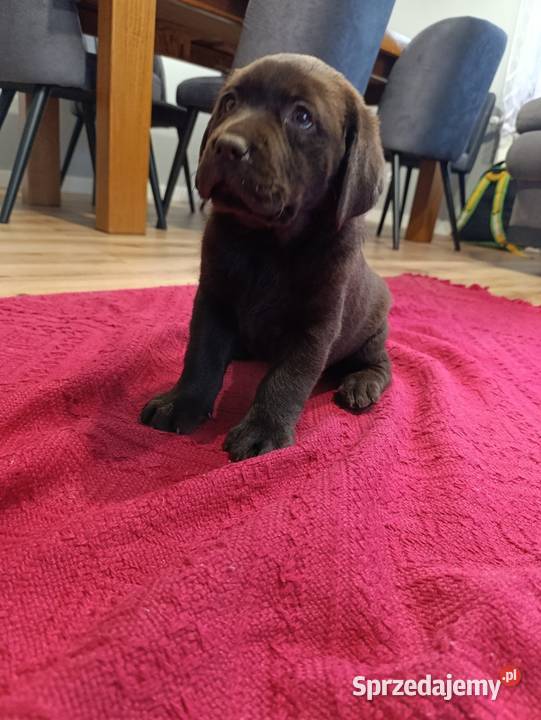 pieski Labrador czekoladowy i czarny