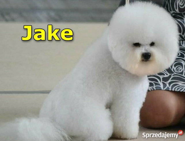 Bichon Frise sprzedam rodowodowe szczenięta FCI Chojna