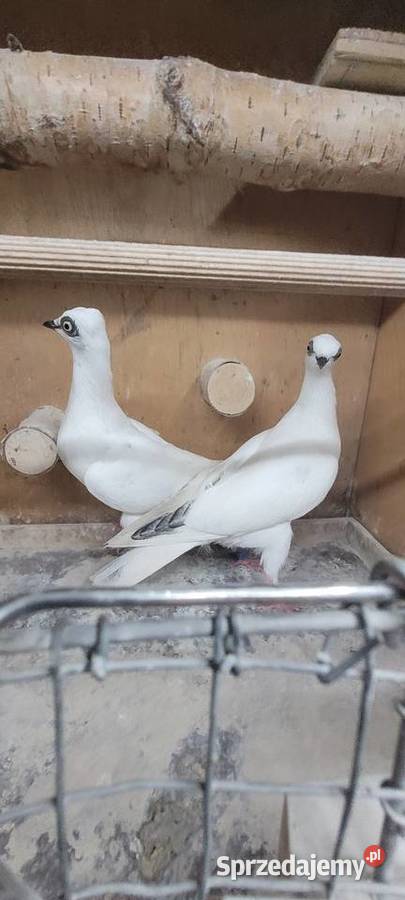 Gołębie wiedeński lotny sprzedam