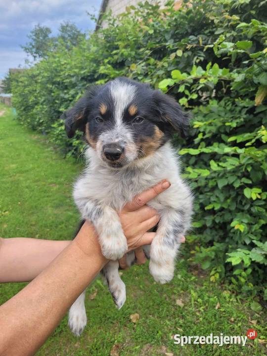 Szczeniaki Border Collie Pozostałe Dobrowoda