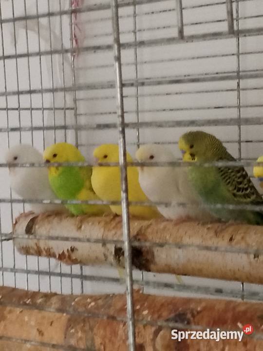 Papugi faliste młode Tomaszów Mazowiecki
