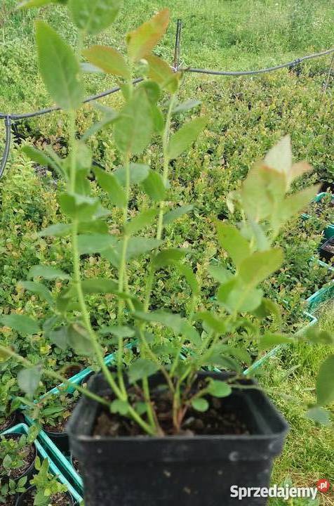 Borówka Amerykańska SADZONKI 2lata Bluecrop i