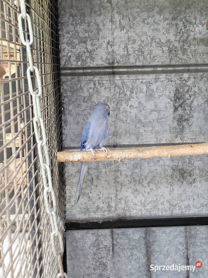 Aleksandretta obrożna fiolet para 2021r legowa