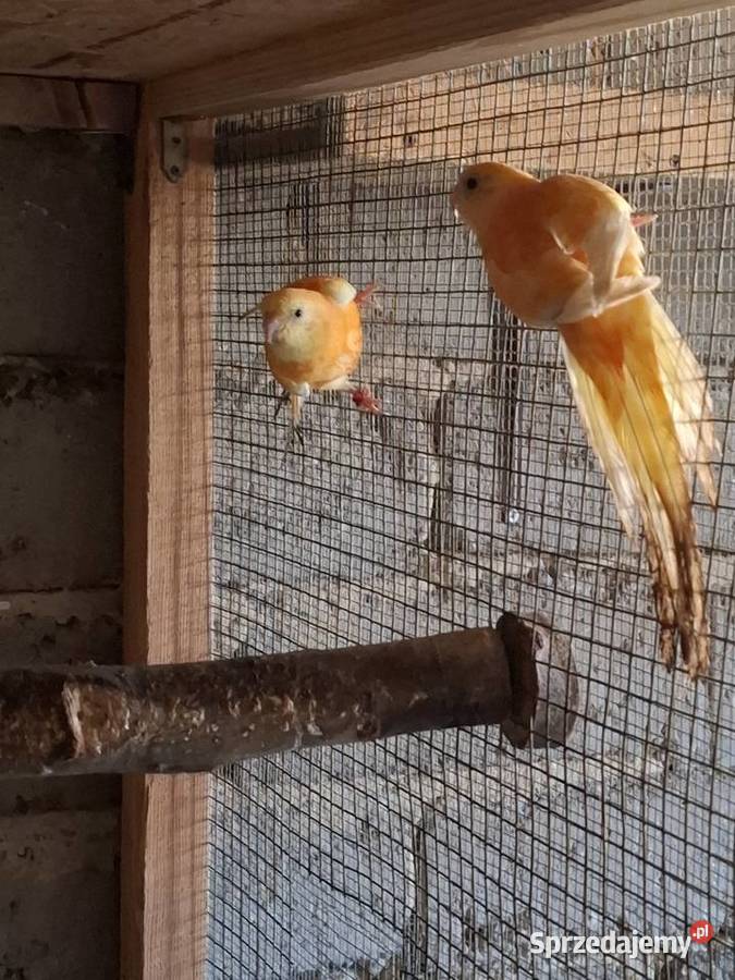 Świergotki Czyżowice sprzedam