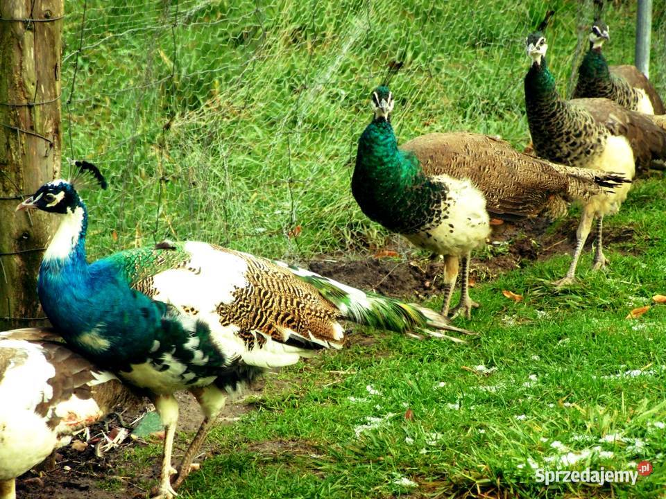 Piękne zadbane pawie Mechowo