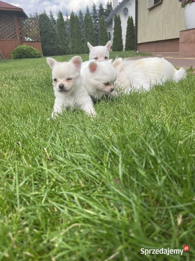 Chihuahua