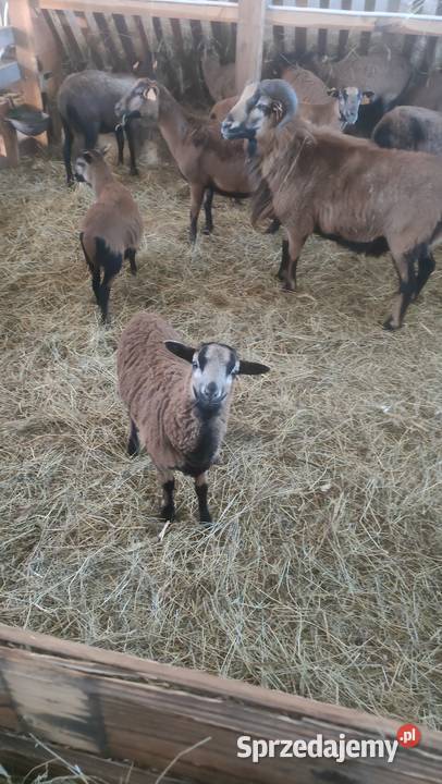 SPRZEDAM JAGNIĘTA KAMERUN Pozostałe Żłobek