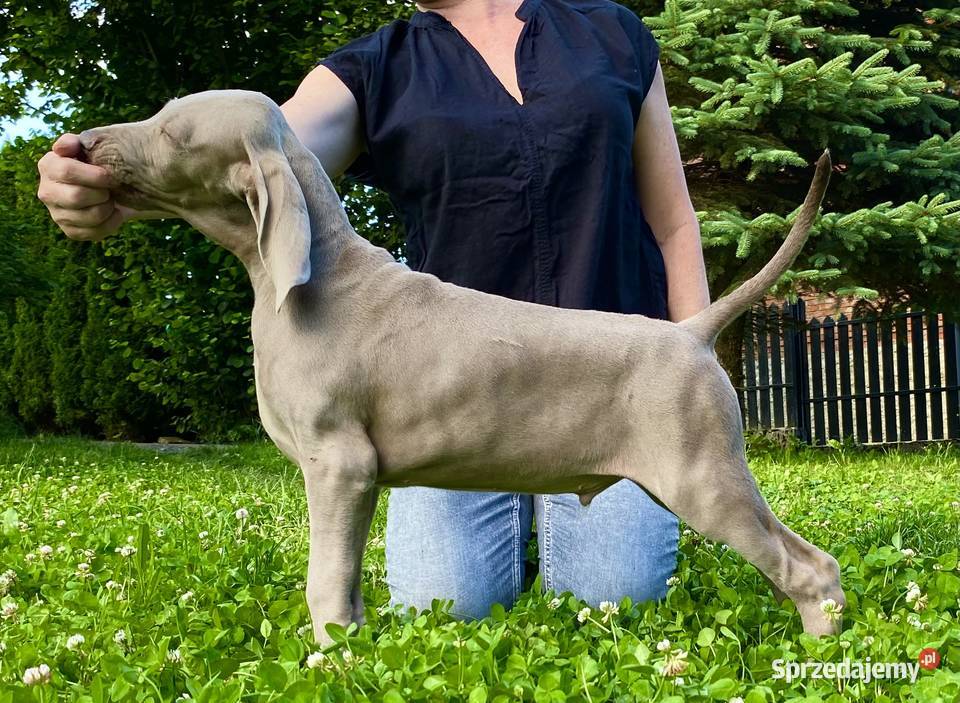 Szczeniak Wyżeł weimarski pies Kraków
