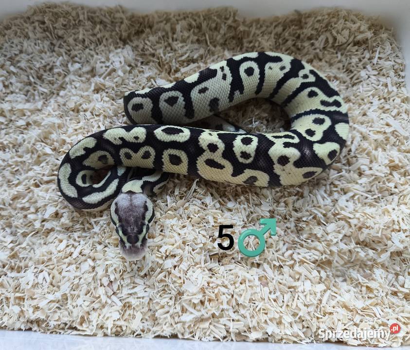 Pyton Królewski Regius samiec wielkopolskie Boruja Kościelna sprzedam