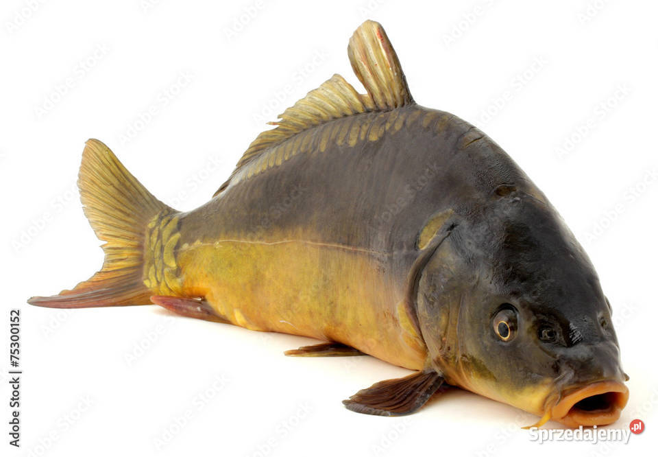 Karp sandacz topyga świeże i wędzone z Świdnik