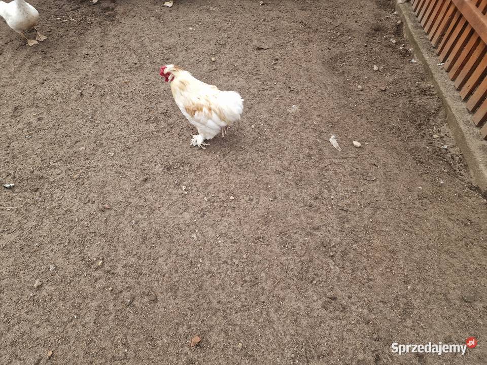 Sprzedam kogutki kochin Giełda zwierząt Markosice